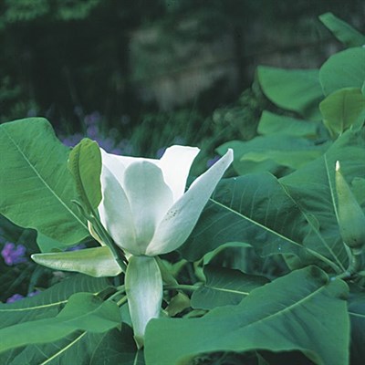 Ashe's Magnolia Flower Tree Seeds