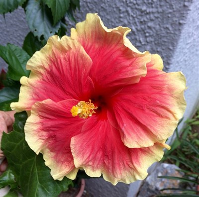 Hibiscus Mango Liqueur