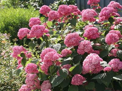 Hydrangea Rose Flower Seeds