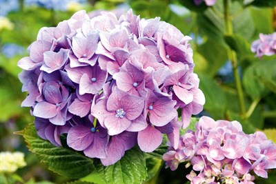 Hydrangea Purple Flower Seeds