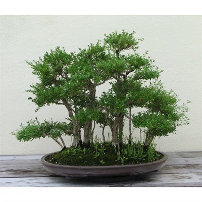Japanese Semillas Bonsai Seeds
