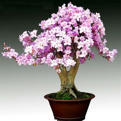 Rare Bonsai Light Purple Azalea Seeds