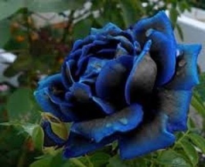 Midnight Supreme Rose Seeds