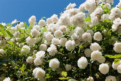 White Climbing Rose Seeds