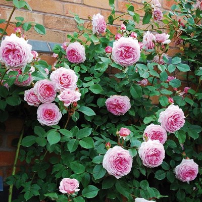 Pink Lady Rose Climbing Seeds