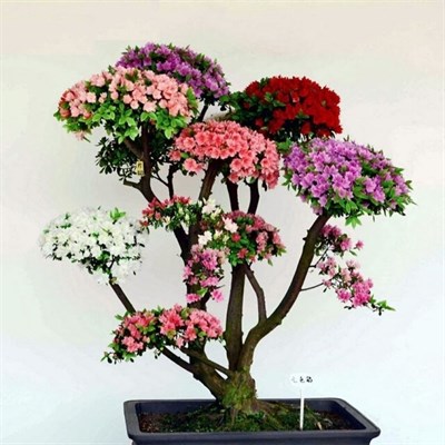 Rare Bonsai Rainbow Azalea Seeds