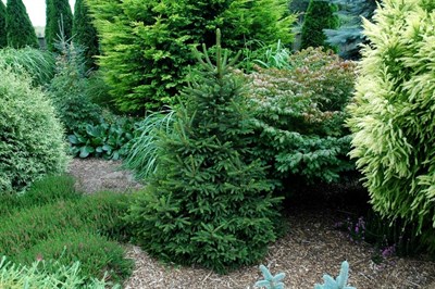 Mixed Shape Garden Conifer Seeds (Bonsai Family)