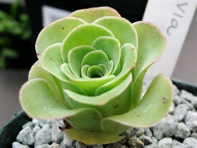 Mountain Rose Greenovia Seeds
