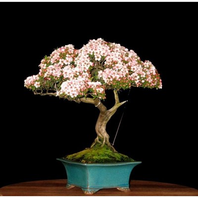 Bonsai Pink and White Azalea Seeds