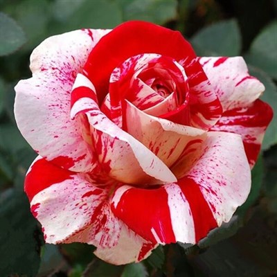 Rare Stripe Rose Bush Seeds
