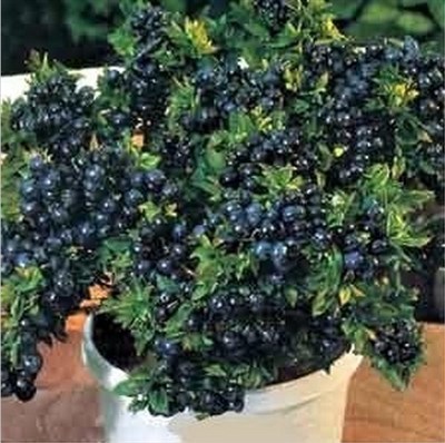 Bonsai Potted Blueberry Seeds