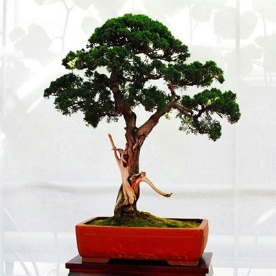 Bonsai Cypress Tree Seeds