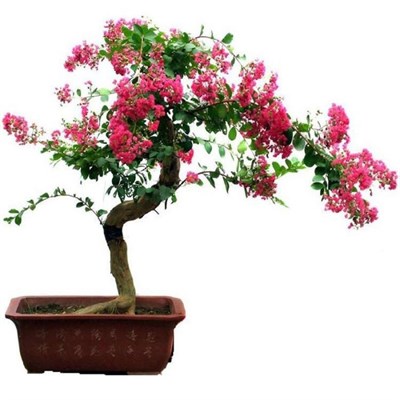Pink Bonsai Crape Myrtle Seeds