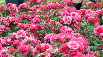 Pink Rose Seeds