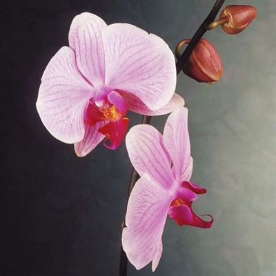 Bonsai Pink Phalaenopsis Seeds
