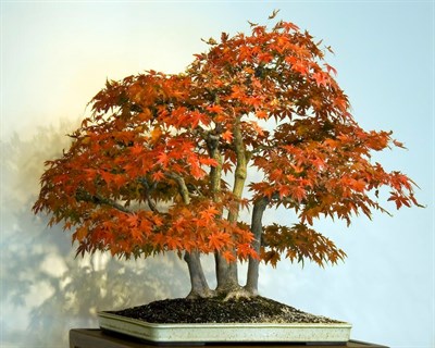Double Shaded Bonsai Maple Tree Seeds