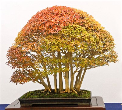 Double Shaded Bonsai Maple Tree Seeds