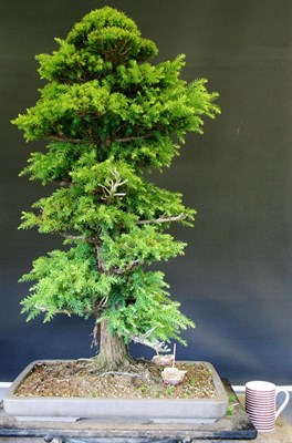 Japanese Seifu Bonsai Seeds