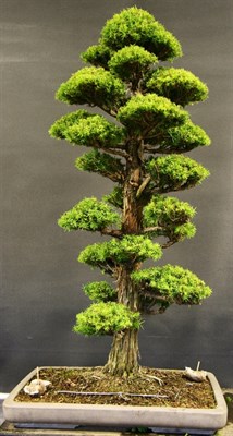 Bonsai Cedar Tree Seeds