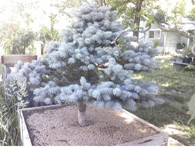 Bonsai Blue Spruce Seeds