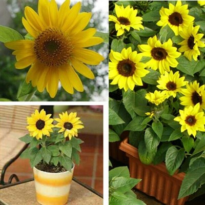 Bonsai Potted Dwarf Sunflower Seeds