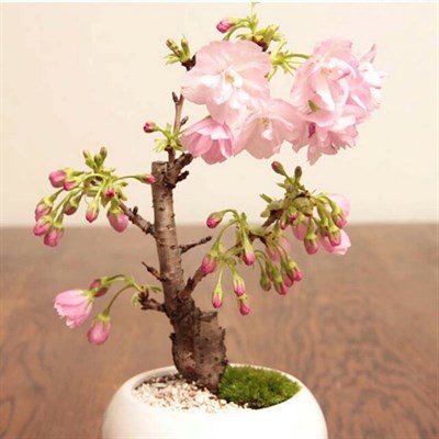 Cherry Bonsai Potted Garden Seeds