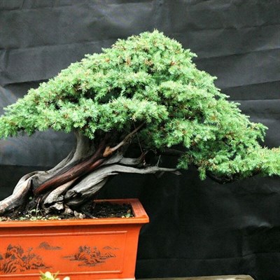 Cypress Bonsai Tree
