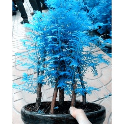 Metasequoia Bonsai Seeds