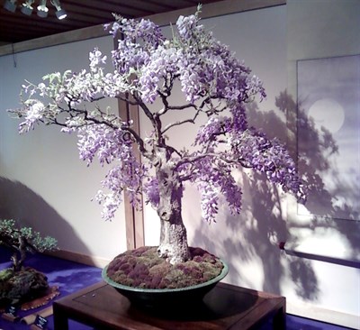 Bonsai Wisteria Tree Seeds