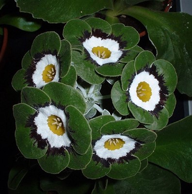 European Primrose Primula Malacoides Seeds