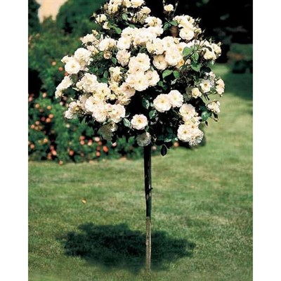 White Rose Tree Seeds