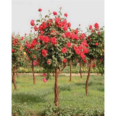 Red Rose Tree Seeds