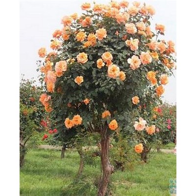Orange Rose Tree Seeds