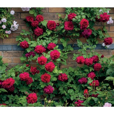 Explosion Climbing Rose Garden Seeds
