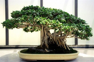 Bungeana Bonsai Tree Seeds