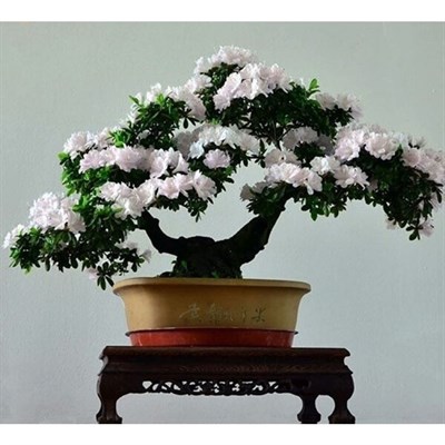 Rare Bonsai White Azalea Seeds