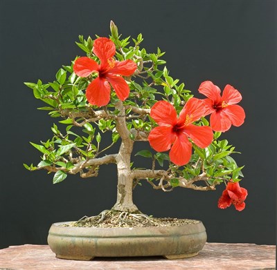 Bonsai Red Hibiscus Plant Seeds