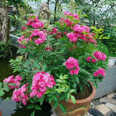 Zipaoyudai Potted Rose Seeds