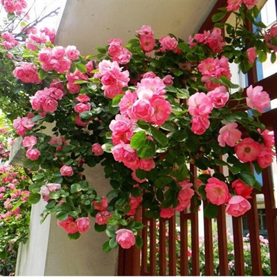 Climbing Rose Multiflora Perennia Seeds