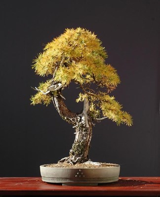 European Larch Bonsai Tree Seeds