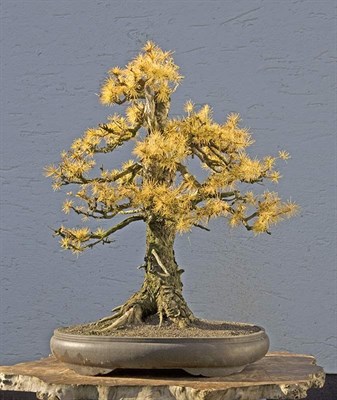 European Larch Bonsai Tree Seeds