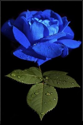 Australian Blue Rose Seeds