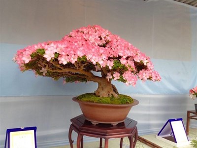 Bonsai Koshiro Azalea Seeds