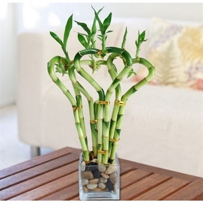 Bonsai Moso Bamboo Seeds