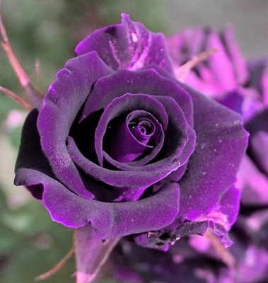Ludovicum XIV Rose Seeds