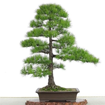 Bonsai Tree Seeds Bag