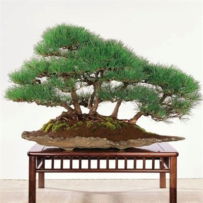 Bonsai Tree Seeds Bag