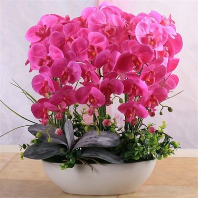 Bonsai Potted Phalaenopsis Seeds