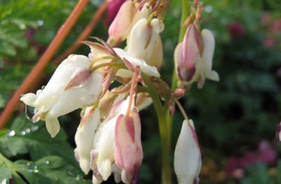 Bleeding Heart Pearl Drops