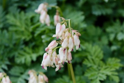 Bleeding Heart Pearl Drops